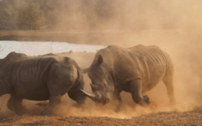 Tại sao sừng tê giác lại được buôn bán?