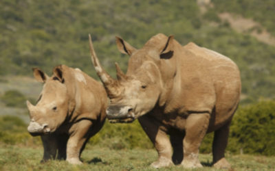 Loài tê giác trắng