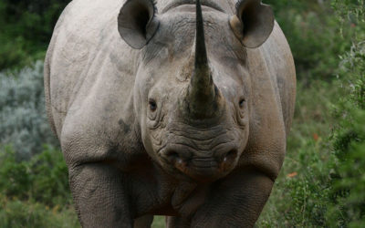 Loài tê giác đen