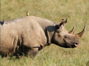 black_rhino
