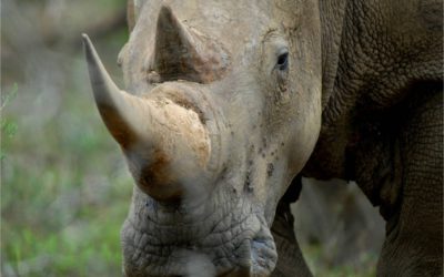 Năm loài tê giác, nhiều điều thú vị!