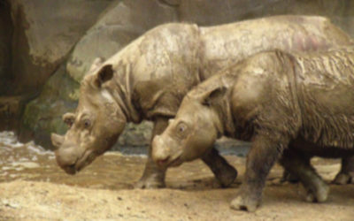 Lược sử về việc săn trộm tê giác