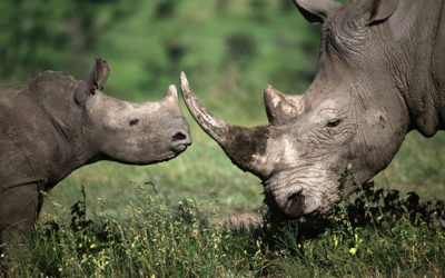 Những con vật khổng lồ nhẹ nhàng